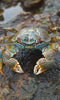 Colorful crab with intricate patterns moving across rocky coastal surface