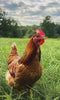Free-roaming chicken pecking and moving through lush green natural environment